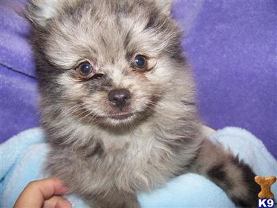 AKC - Full registration- Blue Merle - Male